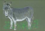 Miniature donkey